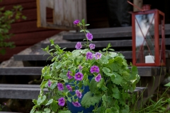 Portaat aittaan